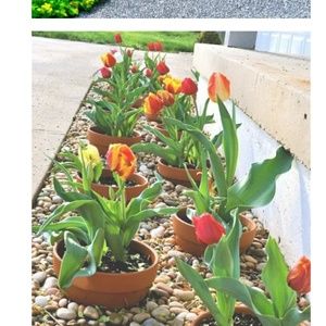 Meet your Posher, Adel